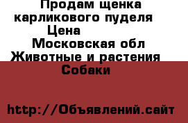 Продам щенка карликового пуделя  › Цена ­ 10 000 - Московская обл. Животные и растения » Собаки   